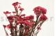 Preserved Rice Flower - Bunch - Pink 2