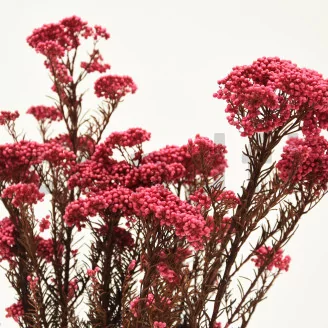 Preserved Rice Flower Pink