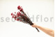 Preserved Rice Flower Pink 9
