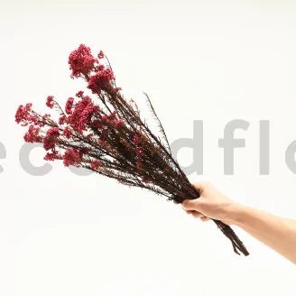 Preserved Rice Flower Pink