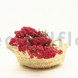 Preserved Rice Flower Pink