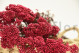 Preserved Rice Flower Pink 11