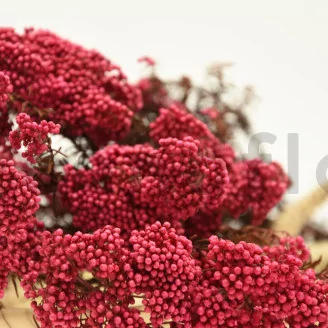 Preserved Rice Flower Pink