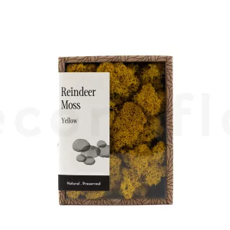 Preserved Reindeer Moss Yellow (Creabox S)