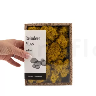 Preserved Reindeer Moss Yellow (Creabox S)