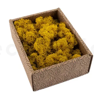 Preserved Reindeer Moss Yellow (Creabox S)