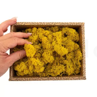 Preserved Reindeer Moss Yellow (Creabox S)