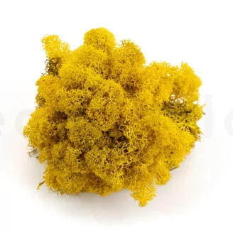 Preserved Reindeer Moss Yellow (Creabox S)