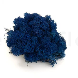 Preserved Reindeer Moss Blue (Creabox S)
