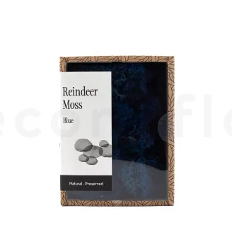 Preserved Reindeer Moss Blue (Creabox S)