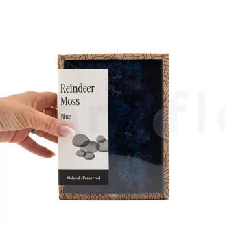 Preserved Reindeer Moss Blue (Creabox S)