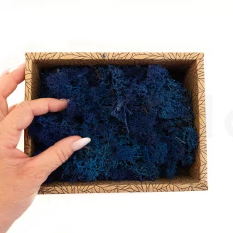 Preserved Reindeer Moss Blue (Creabox S)