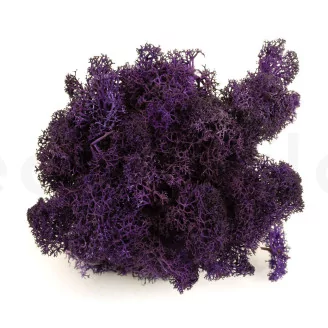 Preserved Reindeer Moss Purple (Creabox S)