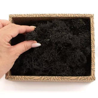 Preserved Reindeer Moss Black (Creabox S)
