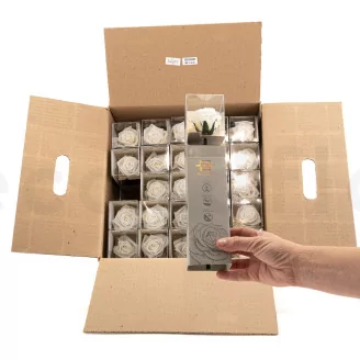 Preserved Rose on Stem 12" White - Individual Gift Box (set of 25)