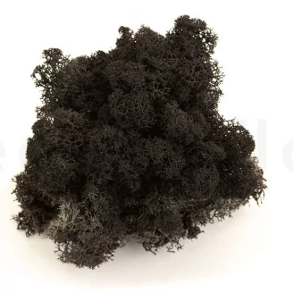 Preserved Reindeer Moss Black (Creabox S)
