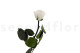 Preserved Roses on stem 30cm - Gift Box 25 Units - White 9