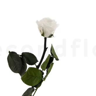 Preserved Rose on Stem 12" White - Individual Gift Box (set of 25)