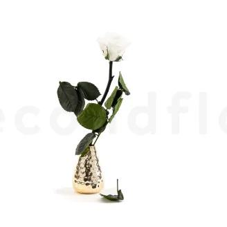 Preserved Rose on Stem 12" White - Individual Gift Box (set of 25)