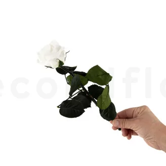 Preserved Rose on Stem 12" White - Individual Gift Box (set of 25)