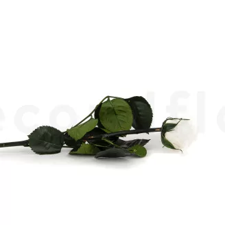 Preserved Rose on Stem 12" White - Individual Gift Box (set of 25)