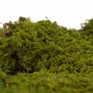 Preserved Rock Moss (Creabox S)