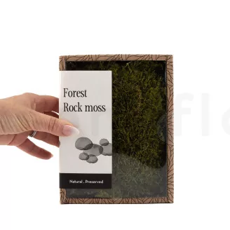 Preserved Rock Moss (Creabox S)