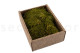 Preserved Rock Moss - Creabox S - Green 5