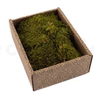 Preserved Rock Moss (Creabox S)