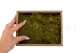 Preserved Rock Moss - Creabox S - Green 4