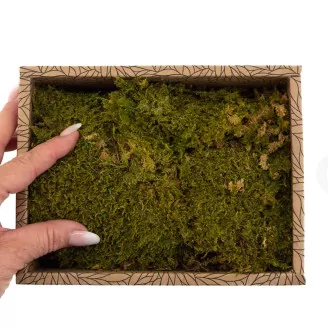Preserved Rock Moss (Creabox S)