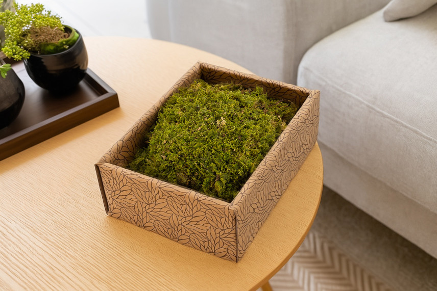 Preserved Rock Moss - Creabox S - Green