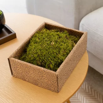 Preserved Rock Moss (Creabox S)