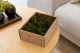 Preserved Hair Moss - Creabox S - Green 1