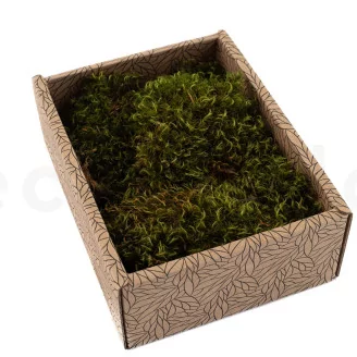 Preserved Hair Moss (Creabox S)