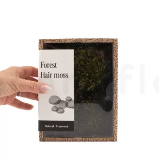 Preserved Hair Moss (Creabox S)