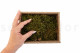 Preserved Hair Moss - Creabox S - Green 5
