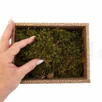 Preserved Hair Moss (Creabox S)