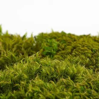 Preserved Hair Moss (Creabox S)