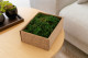 Preserved Fern Moss - Creabox S - Green 1