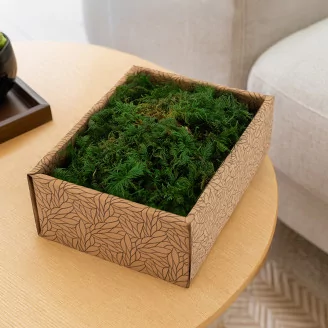 Preserved Fern Moss (Creabox S)