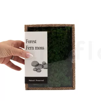 Preserved Fern Moss (Creabox S)