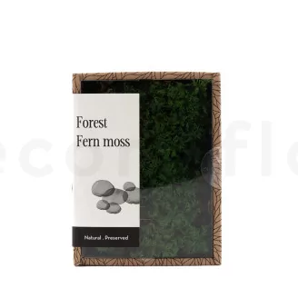 Preserved Fern Moss (Creabox S)