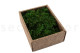 Preserved Fern Moss - Creabox S - Green 4