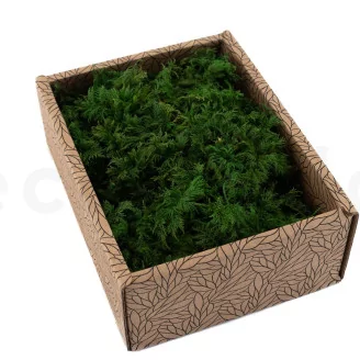 Preserved Fern Moss (Creabox S)