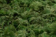 Preserved Fern Moss (Creabox S) 3