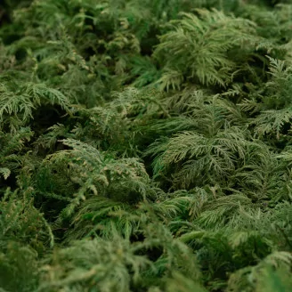 Preserved Fern Moss (Creabox S)