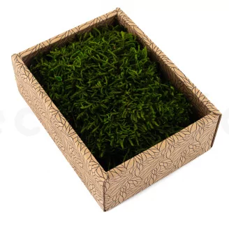 Preserved Long Moss (Creabox S)