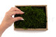 Preserved Long Moss - Creabox S - Green 5