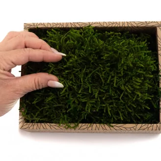 Preserved Long Moss (Creabox S)